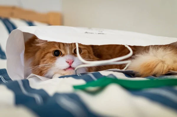 Niedliche Ingwerkatze Versteckt Sich Einer Papiertüte — Stockfoto