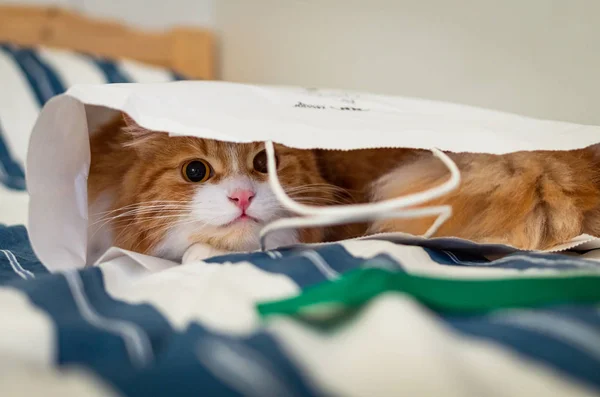Cute Ginger Cat Hiding Paper Bag — Stock Photo, Image