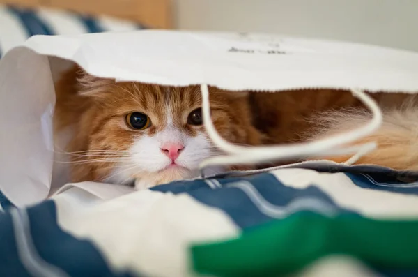 Cute ginger cat hiding in a paper bag.