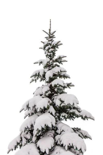 Beyaz Arka Plan Üzerinde Izole Kar Ile Kaplı Kış Noel — Stok fotoğraf