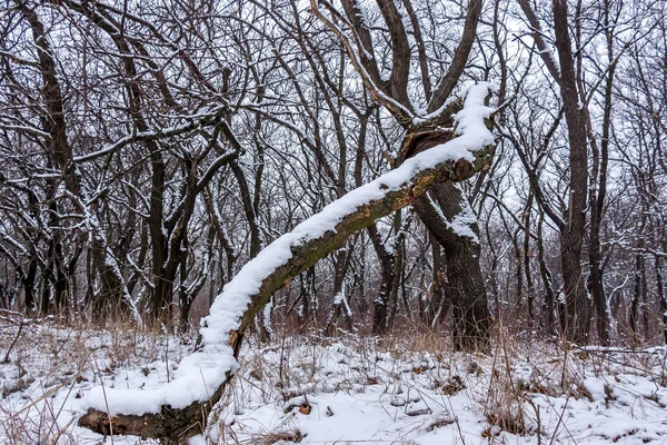 Ciemne Sylwetki Drzew Pokryte Białym Śniegiem Park — Zdjęcie stockowe