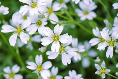 Bir plan yeşil bir arka plan üzerinde beyaz çiçek close-up