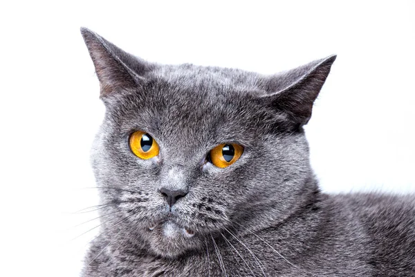 Retrato Gato Britânico Cinza Close Fundo Branco — Fotografia de Stock