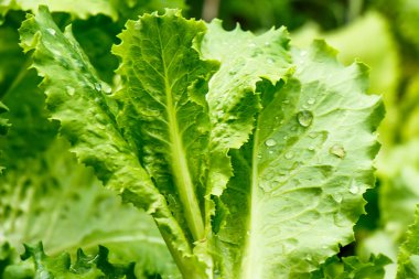 Taze yeşil marul yaprakları çiğ damlaları yakın çekim ile