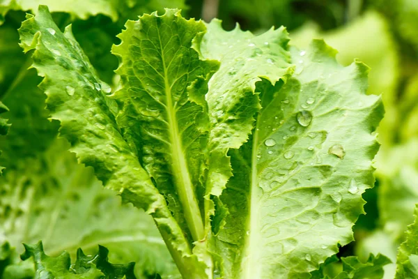 Taze yeşil marul yaprakları çiğ damlaları yakın çekim ile