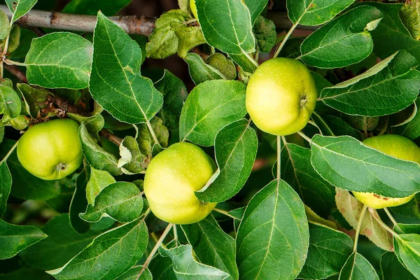 Manzanas frescas maduras verdes en una rama — Foto de Stock