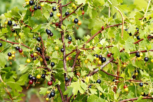 Ramas con frutos de grosella negra de cerca — Foto de Stock