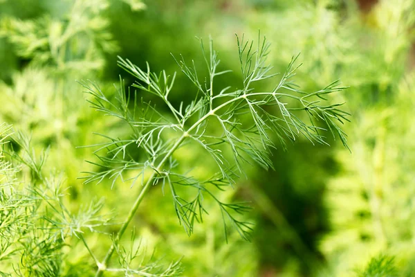 A branch of fresh green dill closeup Stock Photo