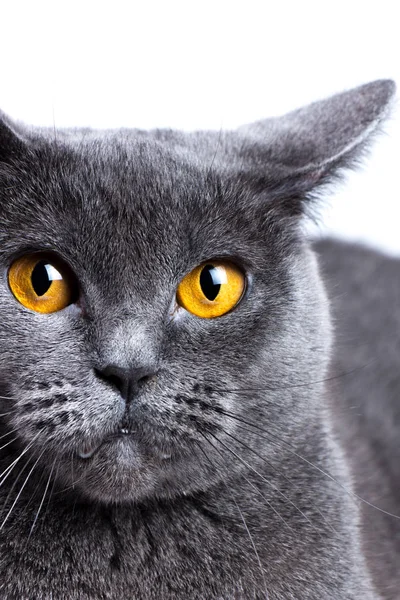 ブリティッシュショートヘアの猫のクローズ アップの肖像画 — ストック写真