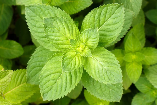 Mint leaves. peppermint of mint on green background.Closeup of fresh mints leaves texture or abstract