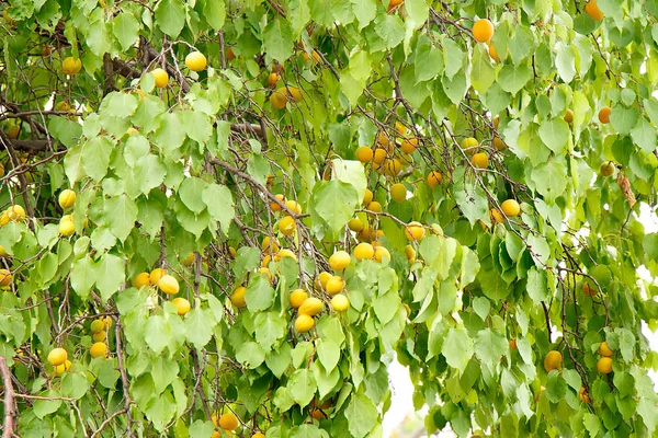 Albaricoques Amarillos Maduros Cuelgan Las Ramas Árbol — Foto de Stock