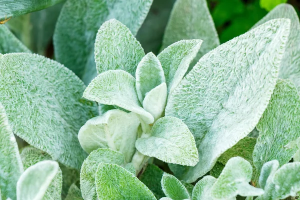 Stachys Byzantina Lascia Sfondo Progettazione Del Paesaggio Scivolo Alpino — Foto Stock