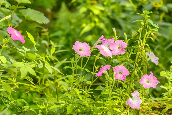 Flores Petunia Crecen Jardín Verde — Foto de Stock