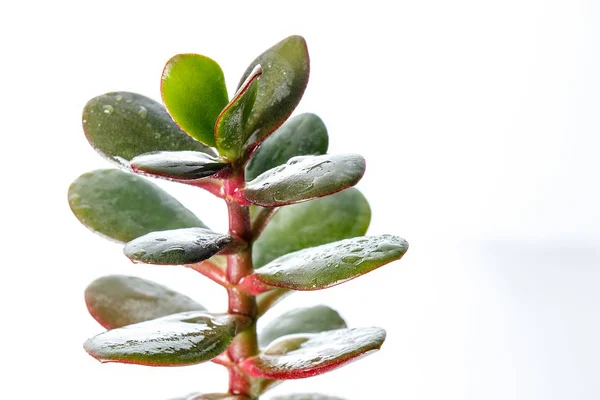 Albero dei soldi, pianta crassula isolato su sfondo bianco — Foto Stock