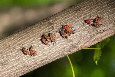Kırmızı böcekler bir ağaç kabuğu üzerinde oturmak