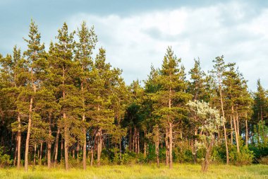 Bir çam ormanı, uzun boylu güzel ağaçlar peyzaj