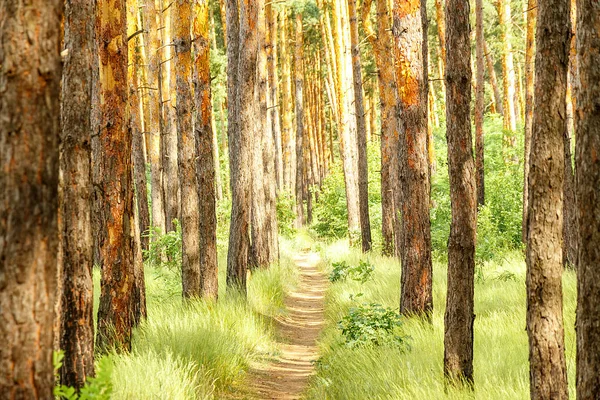 Floresta de pinheiro. Caminho na Floresta do Pinheiro — Fotografia de Stock