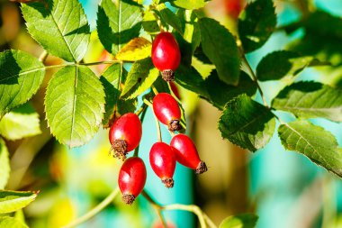 Gül ağacı ve meyveler, güllük gülistanlık meyveler bitkisel tedavi için güllük gülistanlık meyveler, olgunlaşmış gül ağacı meyveleri.,