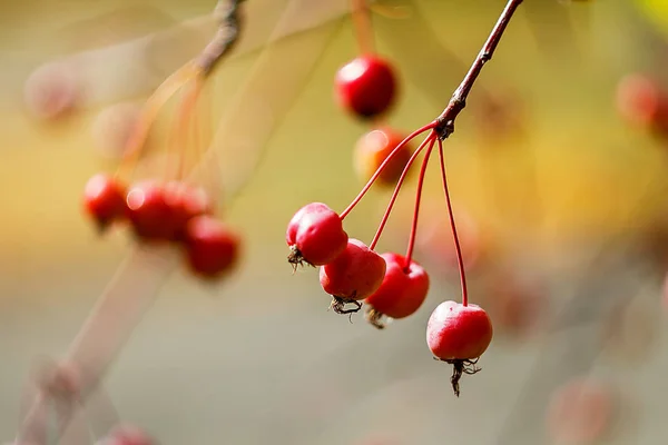 Petites pommes sauvages rouges sur fond flou — Photo