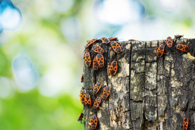 Kırmızı böcekler bir ağaç kabuğu üzerinde oturmak