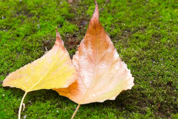 Dwa żółte jesiennych liści na zielonym tle — Zdjęcie stockowe