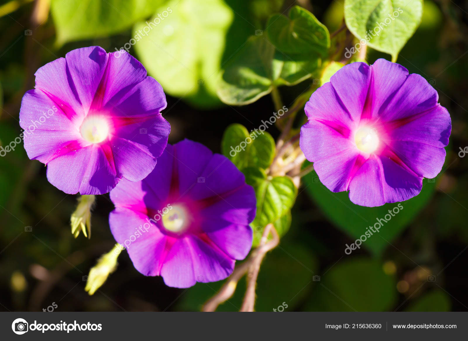 31 Asagao Stock Photos Free Royalty Free Asagao Images Depositphotos 31 Asagao Stock Photos Free Royalty Free Asagao Images Depositphotos