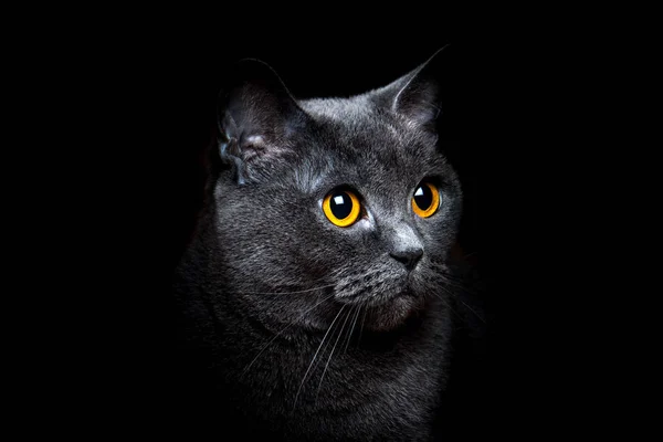 Cinza britânico gato shorthair em um fundo preto — Fotografia de Stock