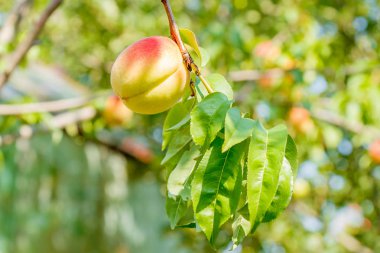 Bahçede bir şeftali ağacı tepesinden asılı Olgun şeftali
