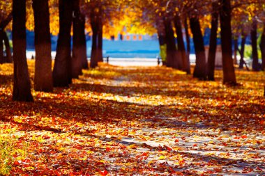 Sonbahar mevsiminde yol ve güneş ışığı ile ormandaki kırmızı ve renkli sonbahar renkleri