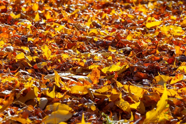 Background of autumn yellow leaves. Blurred yellow autumn background with leaves on the ground.