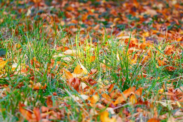Folhas Outono Grama Verde Parque Cidade Recurso Gráfico — Fotografia de Stock
