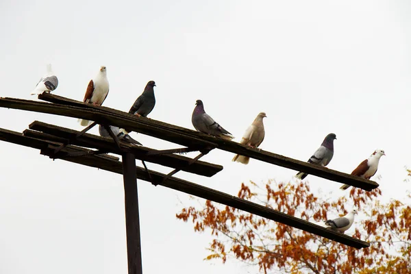 Les Pigeons Sont Assis Sur Une Perche Haute Contre Ciel — Photo