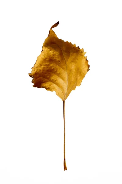 Autumn Leaf Poplar Isolated White Background Graphic Resource — Stock Photo, Image