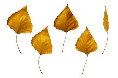 Sarı kavak izole üzerinde beyaz arka plan bırakır. Grafik kaynakları.