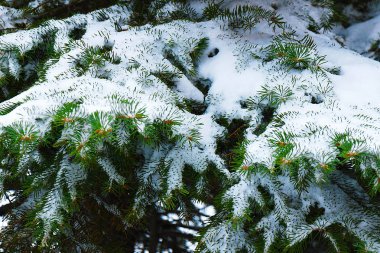 Birçok büyük Noel ağaçlar ve dalları için yeni yıl arka plan beyaz karda yemiş olduğunu