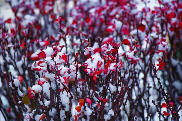 Hojas Rojas Del Arbusto Agracejo Cubiertas Nieve Blanca —  Fotos de Stock