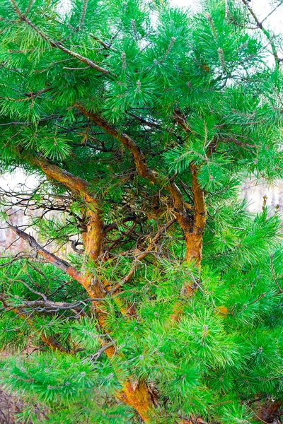 Beautiful curved branches of a pine tree closeup — Stock Photo, Image