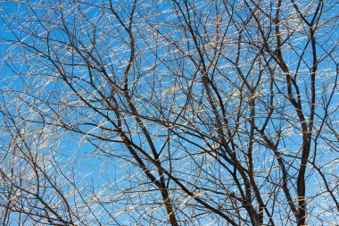 Buzlu ağaç dalları mavi gökyüzü kış manzara karşı