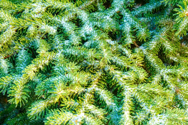 Yeşil Çamın dalları karda yakın çekim — Stok fotoğraf
