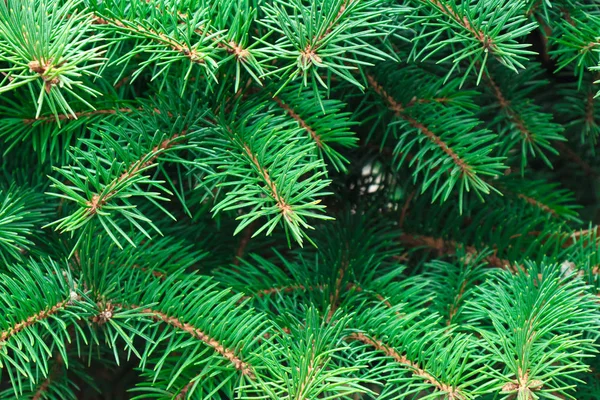 Noel Ağacı Dallarının Arkaplanı — Stok fotoğraf