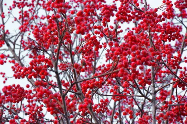 Petites Baies Rouges Sur Les Branches Sèches Buisson — Photo