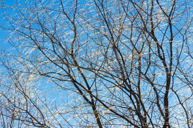 Buz, boyutu doku ağaçların dalları