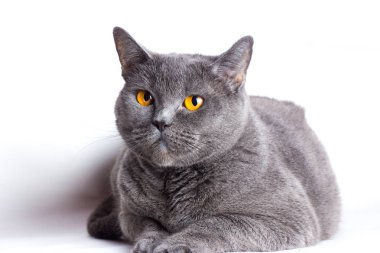 Gri Britanya ile ilgili stenografi kedi beyaz bir arka plan üzerinde Kapat