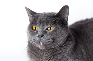 Gri Britanya ile ilgili stenografi kedi beyaz bir arka plan üzerinde Kapat