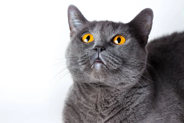 Britânico cinza shorthair gato de perto em um fundo branco — Fotografia de Stock