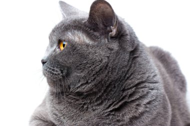 Gri Britanya ile ilgili stenografi kedi beyaz bir arka plan üzerinde Kapat