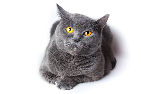 白い背景上に分離されて黄色の目の美しい英国猫 — ストック写真