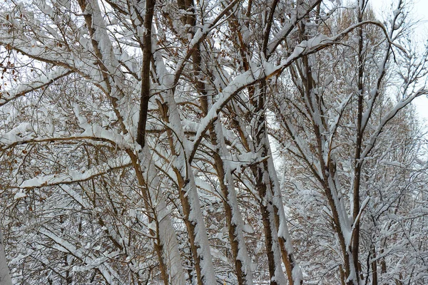 Takken Van Bladverliezende Bomen Bedekt Met Sneeuw — Stockfoto