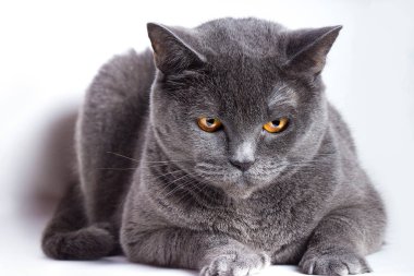 Gri Britanya ile ilgili stenografi kedi beyaz bir arka plan üzerinde Kapat