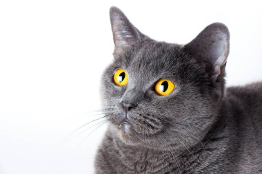 Bir İngiliz düz saçlı mavi kedi yakın çekim portresi